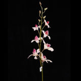 PU Artificial Dendrobium Flower