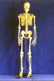 Human Skeleton Model - Gd-0101a