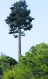 Steel Camouflaged Telecommunication Palm Metal Mast/Pine Tree Tower