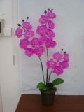 Best Selling Artificial Flowers of Orchid Gu-811-19-8-3