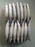 Bqf Frozen Seafood Fish for Mackerel