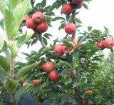 High Quality Juicy Red Star Apple for Exporting