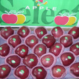 Good Quality Fresh Red Apple, Chinese Red Delicious Apple