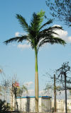 Big Palm Tree Outdoor