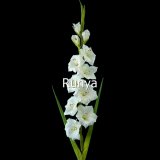 Artificial Flower (SY019)