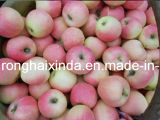 2012 New Crop Fresh Gala Apple