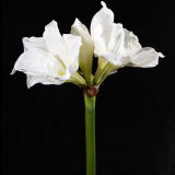 PU Amaryllis Flower (AM014S2-024)