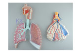 Relief Model of Respiratory System with Pulmonary Alveoli