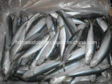Fresh W/R Frozen Seafood Sardine Fish for Bait