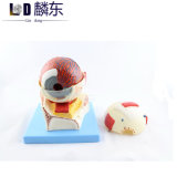 Eyeball Anatomy 5X Stand Gd103 (LT-555)