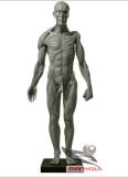 Generation Ii Anatomy Muscle Model for Male Gk Model Figures