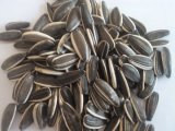 Sunflower Seeds 5009 with Good Quality and Hot Sales
