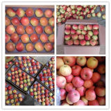 China Fresh Red Delicious Apples