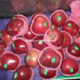 Chinese Red Apple 2014 Crop Is Coming