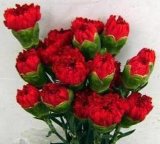 Carnation--Fresh Cut Flowers
