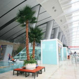 Five-Star Hotel Decoration Artificial Palm Tree Bonsai