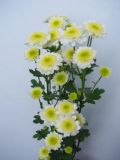 Fresh Cut Flower-Spray Chrysanthemum