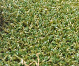 Synthetic Turf for Golf Course (CPG-10PP)