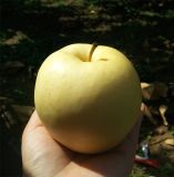 Fresh Gala/Golden Delicious/Red Chief Apple
