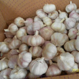 High Quality of Fresh White Garlic