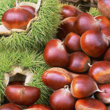 High Quality/Competitive Price Fresh Chestnut