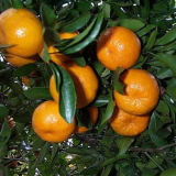 Professinal Exporter for Fresh Baby Mandarin