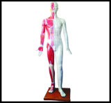 Acupuncture Human Body Model (M-1-178)