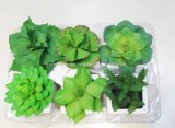 Delicated Small Bonsai Plants 6 Designs Assorted