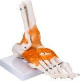 Foot Joint Mh01025