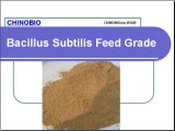 Bacillus Subtilis Feed Grade for Animal Feed Additives