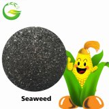 Brown Seaweed Extract Fertilizer