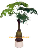 Small Fan Palm Tree (SRC-169)