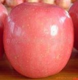 Red FUJI Apple with Clean and Shine Skin