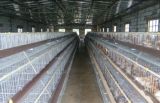 Layer Chicken Bird Cage