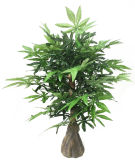 Yy-0909 Artificial Maple Bonsai Maple Tree Good Price Birdseye Maple for Sale