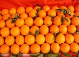 2015 Chinese New Fresh Hot Sell Navel Orange