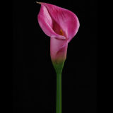 PU Calla Flower (CA-033-27S)