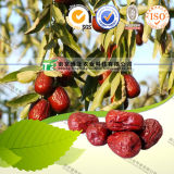 100% Pure Natural Herb Medicine Chinese Date Zizyphus