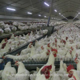 Automatic Poultry Feeder for Breeder