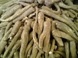 Taiwan Angelica Root Extract