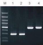 Hotstar Taq DNA Polymerase (PR1051)