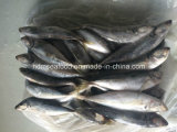 Japanese Jack Mackerel Fish for Sale (22cm+)