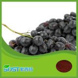Supplier of High Quality Grape Seed Extract Antioxidant