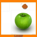 Apple Extract Powder Polyphenols/Phloretin/ Phloridzin