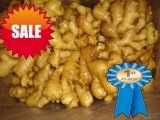 Good Quality New Crop Fresh Ginger (250g and up)