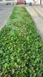 High Quality Artificial Plants and Flowers of Green Wall Gu-Wall05182735