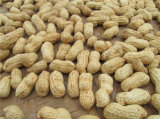 2015 New Shelled Red Skin Raw Peanut for Wholeasale
