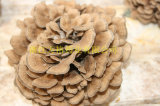 Birthplace of Chinese Mushrooms, Provide High Quality Edible and Medicine Fungi, Maitake Mushroom Extract
