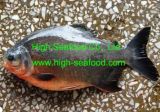 Frozen Red Pacu Whole Round