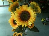 Sunflower (GD-03)